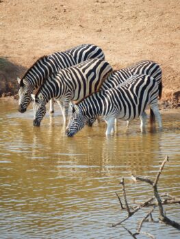 photo of Zebras driking