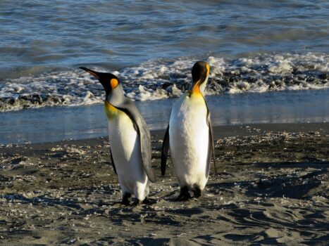 Photo of King penguins