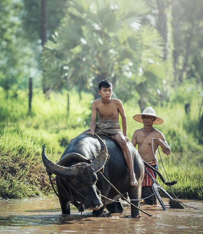 water-buffalo-1807517_1280