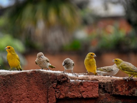 Birds in Encarnación